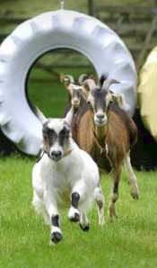 farm park hatton world